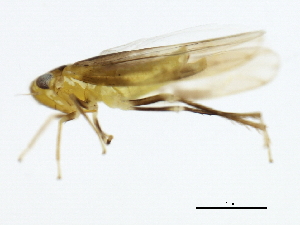  ( - 10BBCHEM-0883)  @12 [ ] CreativeCommons - Attribution (2010) CBG Photography Group Centre for Biodiversity Genomics