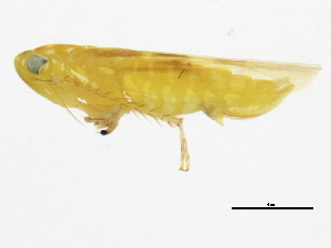  ( - 10BBCHEM-0910)  @13 [ ] CreativeCommons - Attribution (2010) CBG Photography Group Centre for Biodiversity Genomics