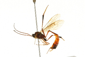  (Aphanistes masoni - 09BBEHY-0008)  @14 [ ] CreativeCommons - Attribution (2009) CBG Photography Group Centre for Biodiversity Genomics