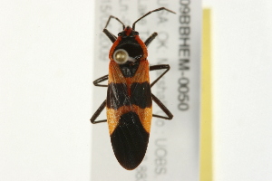  ( - 09BBHEM-0050)  @14 [ ] CreativeCommons - Attribution (2009) CBG Photography Group Centre for Biodiversity Genomics