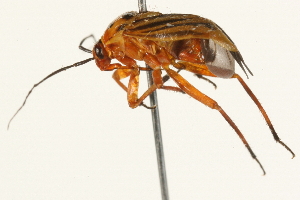  ( - 09BBHEM-0214)  @13 [ ] CreativeCommons - Attribution (2009) CBG Photography Group Centre for Biodiversity Genomics