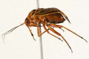  ( - 09BBHEM-0215)  @13 [ ] CreativeCommons - Attribution (2009) CBG Photography Group Centre for Biodiversity Genomics