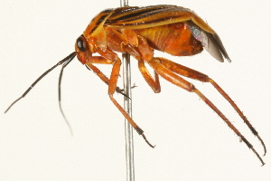  ( - 09BBHEM-0218)  @13 [ ] CreativeCommons - Attribution (2009) CBG Photography Group Centre for Biodiversity Genomics