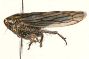  ( - 09BBHEM-0285)  @14 [ ] CreativeCommons - Attribution (2009) CBG Photography Group Centre for Biodiversity Genomics