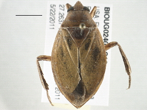  ( - BIOUG02409-C10)  @14 [ ] CreativeCommons - Attribution (2013) CBG Photography Group Centre for Biodiversity Genomics
