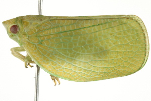  ( - BIOUG02097-E09)  @14 [ ] CreativeCommons - Attribution (2012) CBG Photography Group Centre for Biodiversity Genomics