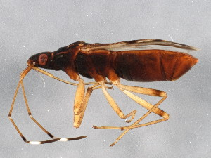  (Ozophora picturata - BIOUG02287-D12)  @14 [ ] CreativeCommons - Attribution (2012) CBG Photography Group Centre for Biodiversity Genomics