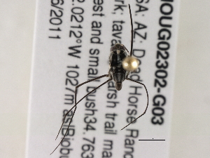  ( - BIOUG02302-G03)  @12 [ ] CreativeCommons - Attribution (2013) CBG Photography Group Centre for Biodiversity Genomics