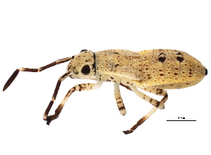  (Catorhintha guttula - BIOUG02305-H10)  @14 [ ] CreativeCommons - Attribution (2012) CBG Photography Group Centre for Biodiversity Genomics