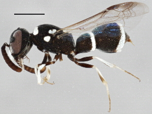  ( - BIOUG02577-D08)  @12 [ ] CreativeCommons - Attribution (2013) CBG Photography Group Centre for Biodiversity Genomics