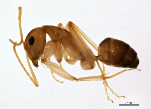  (Camponotus fragilis - BIOUG02761-C07)  @14 [ ] CreativeCommons - Attribution (2013) CBG Photography Group Centre for Biodiversity Genomics