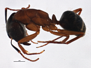  (Camponotus maritimus - BIOUG02774-A05)  @13 [ ] CreativeCommons - Attribution (2013) CBG Photography Group Centre for Biodiversity Genomics