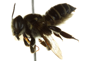  (Megachile albitarsis - BIOUG02475-D10)  @14 [ ] CreativeCommons - Attribution (2013) CBG Photography Group Centre for Biodiversity Genomics