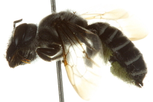  (Megachile frugalis - BIOUG02475-H05)  @13 [ ] CreativeCommons - Attribution (2013) CBG Photography Group Centre for Biodiversity Genomics