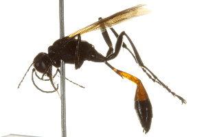  (Ammophila pictipennis - BIOUG02476-C12)  @15 [ ] CreativeCommons - Attribution (2013) CBG Photography Group Centre for Biodiversity Genomics