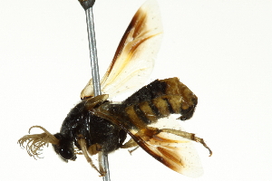  ( - BIOUG02479-G03)  @13 [ ] CreativeCommons - Attribution (2013) CBG Photography Group Centre for Biodiversity Genomics