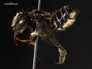  (Megachile pseudobrevis - BIOUG02475-D05)  @14 [ ] CreativeCommons - Attribution (2013) CBG Photography Group Centre for Biodiversity Genomics