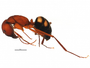  (Camponotus socius - BIOUG02641-H02)  @13 [ ] CreativeCommons - Attribution (2013) CBG Photography Group Centre for Biodiversity Genomics