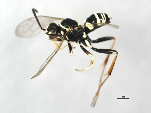  ( - 09BBEHY-1051)  @11 [ ] CreativeCommons - Attribution (2010) CBG Photography Group Centre for Biodiversity Genomics