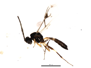  ( - 10BBHYM-0198)  @12 [ ] CreativeCommons - Attribution (2010) CBG Photography Group Centre for Biodiversity Genomics