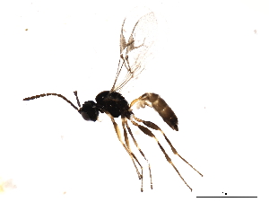  ( - 10BBHYM-0305)  @12 [ ] CreativeCommons - Attribution (2010) CBG Photography Group Centre for Biodiversity Genomics