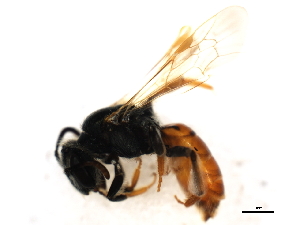  (Andrena nigrae - 10BBHYM-0093)  @14 [ ] CreativeCommons - Attribution (2010) CBG Photography Group Centre for Biodiversity Genomics