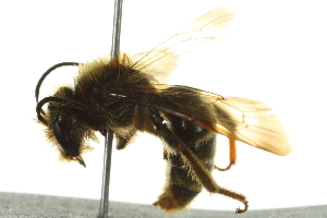  (Andrena platyrhina - 10BBHYM-0639)  @14 [ ] CreativeCommons - Attribution (2010) CBG Photography Group Centre for Biodiversity Genomics