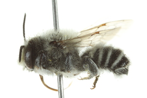 (Megachile amica - 10BBHYM-0700)  @15 [ ] CreativeCommons - Attribution (2010) CBG Photography Group Centre for Biodiversity Genomics