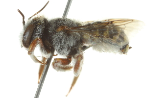  (Anthidium palmarum - 10BBHYM-0701)  @15 [ ] CreativeCommons - Attribution (2010) CBG Photography Group Centre for Biodiversity Genomics