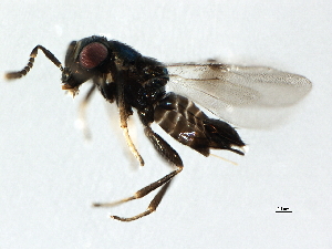  ( - 10BBHYM-1458)  @12 [ ] CreativeCommons - Attribution (2010) CBG Photography Group Centre for Biodiversity Genomics