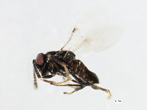  ( - 10BBHYM-1682)  @12 [ ] CreativeCommons - Attribution (2010) CBG Photography Group Centre for Biodiversity Genomics