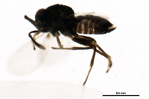  ( - 10BBHYM-1697)  @12 [ ] CreativeCommons - Attribution (2010) CBG Photography Group Centre for Biodiversity Genomics