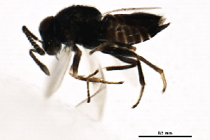  ( - 10BBHYM-1700)  @12 [ ] CreativeCommons - Attribution (2010) CBG Photography Group Centre for Biodiversity Genomics