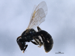  ( - 10BBCHY-0544)  @14 [ ] CreativeCommons - Attribution (2010) CBG Photography Group Centre for Biodiversity Genomics