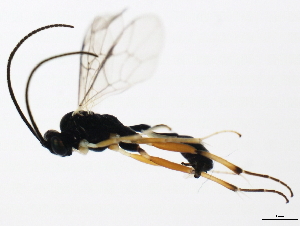  ( - 10BBCHY-0625)  @12 [ ] CreativeCommons - Attribution (2010) CBG Photography Group Centre for Biodiversity Genomics