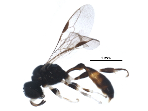  ( - 10BBCHY-1610)  @14 [ ] CreativeCommons - Attribution (2016) CBG Photography Group Centre for Biodiversity Genomics