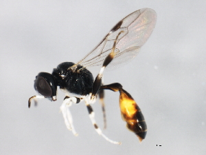  ( - 10BBCHY-1015)  @12 [ ] CreativeCommons - Attribution (2010) CBG Photography Group Centre for Biodiversity Genomics