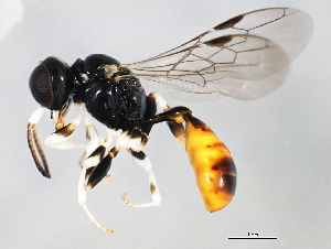  ( - 10BBCHY-1016)  @14 [ ] CreativeCommons - Attribution (2010) CBG Photography Group Centre for Biodiversity Genomics
