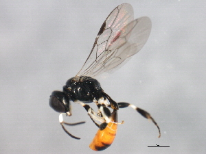  ( - 10BBCHY-1018)  @14 [ ] CreativeCommons - Attribution (2010) CBG Photography Group Centre for Biodiversity Genomics