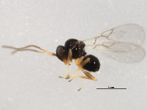  ( - 10BBCHY-1157)  @12 [ ] CreativeCommons - Attribution (2010) CBG Photography Group Centre for Biodiversity Genomics
