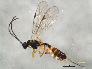  ( - 10BBCHY-1255)  @12 [ ] CreativeCommons - Attribution (2010) CBG Photography Group Centre for Biodiversity Genomics