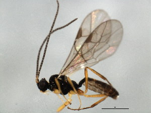  ( - 10BBCHY-1470)  @12 [ ] CreativeCommons - Attribution (2010) CBG Photography Group Centre for Biodiversity Genomics