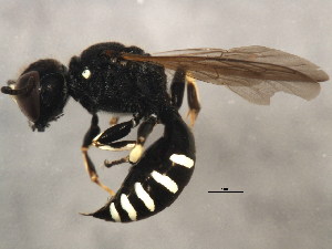  ( - 10BBCHY-1533)  @13 [ ] CreativeCommons - Attribution (2010) CBG Photography Group Centre for Biodiversity Genomics