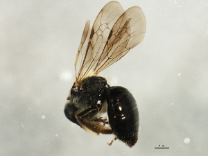  (Andrena tridens - 10BBCHY-1812)  @14 [ ] CC-0 (2010) CBG Photography Group Centre for Biodiversity Genomics