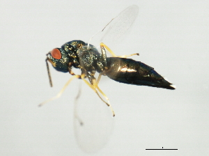  ( - 10BBCHY-1835)  @13 [ ] CreativeCommons - Attribution (2010) CBG Photography Group Centre for Biodiversity Genomics