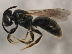 ( - 10BBCHY-1950)  @14 [ ] CreativeCommons - Attribution (2010) CBG Photography Group Centre for Biodiversity Genomics