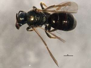  ( - 10BBCHY-1951)  @14 [ ] CreativeCommons - Attribution (2010) CBG Photography Group Centre for Biodiversity Genomics