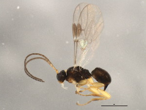  ( - 10BBCHY-2247)  @12 [ ] CreativeCommons - Attribution (2010) CBG Photography Group Centre for Biodiversity Genomics