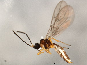 ( - 10BBCHY-2502)  @13 [ ] CreativeCommons - Attribution (2011) CBG Photography Group Centre for Biodiversity Genomics