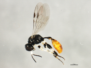  ( - 10BBCHY-2784)  @13 [ ] CreativeCommons - Attribution (2010) CBG Photography Group Centre for Biodiversity Genomics